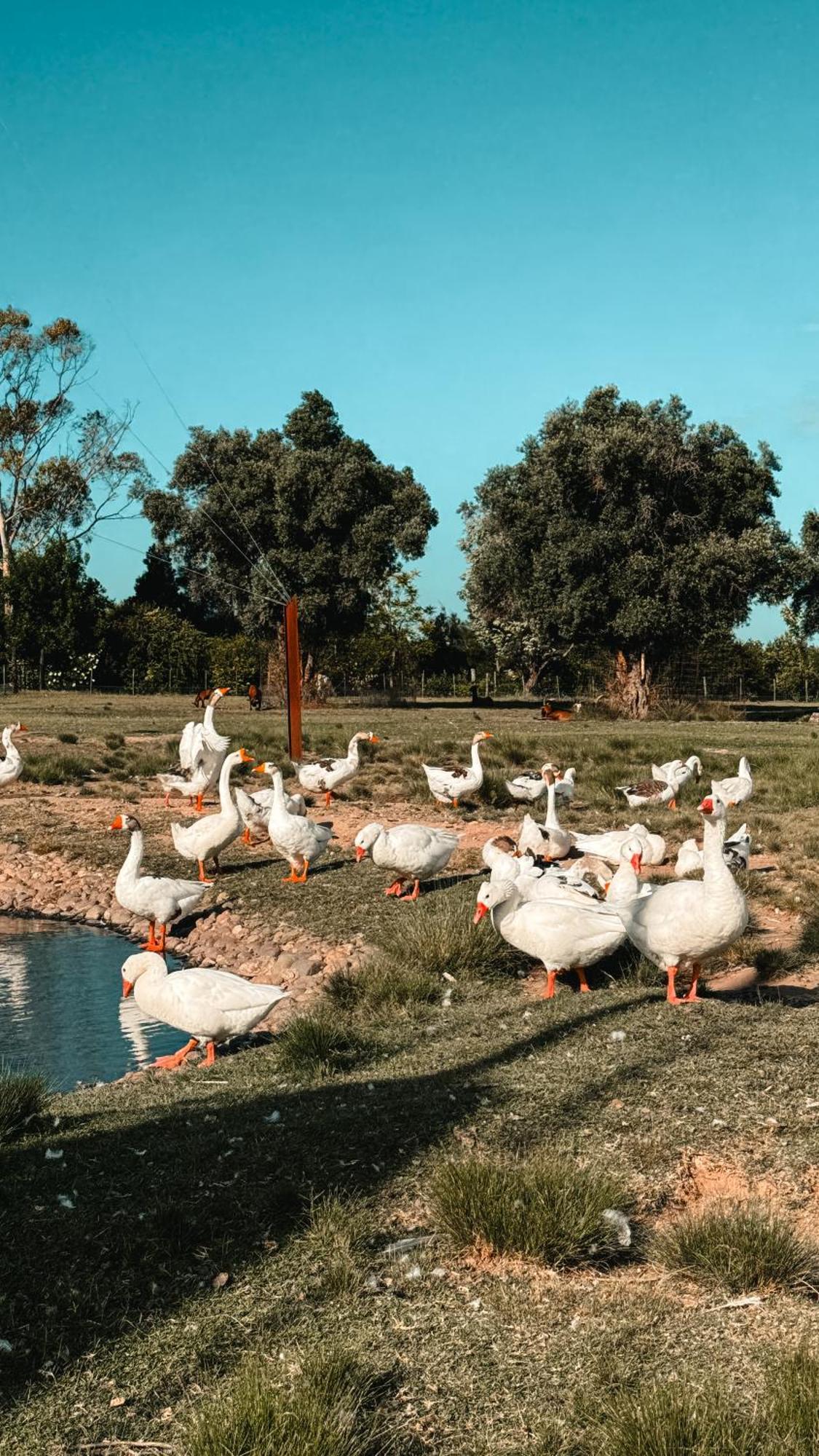 La Santina Posada & Experiencias De Campo San Pedro  Exterior foto