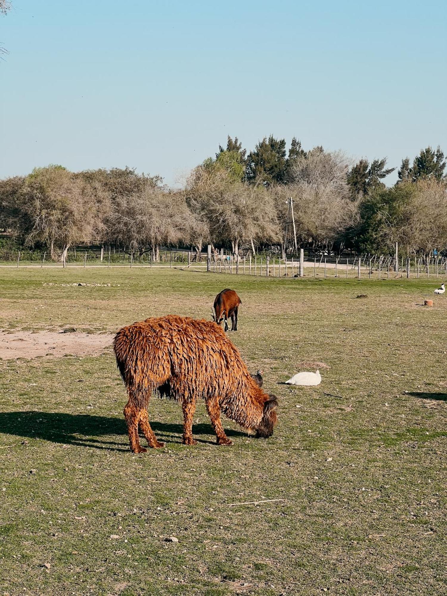 La Santina Posada & Experiencias De Campo San Pedro  Exterior foto